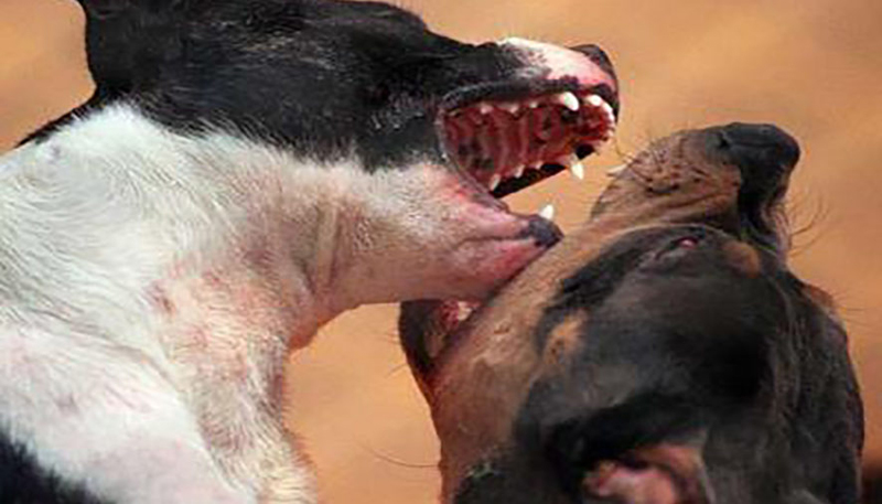 Donna azzannata da due cani