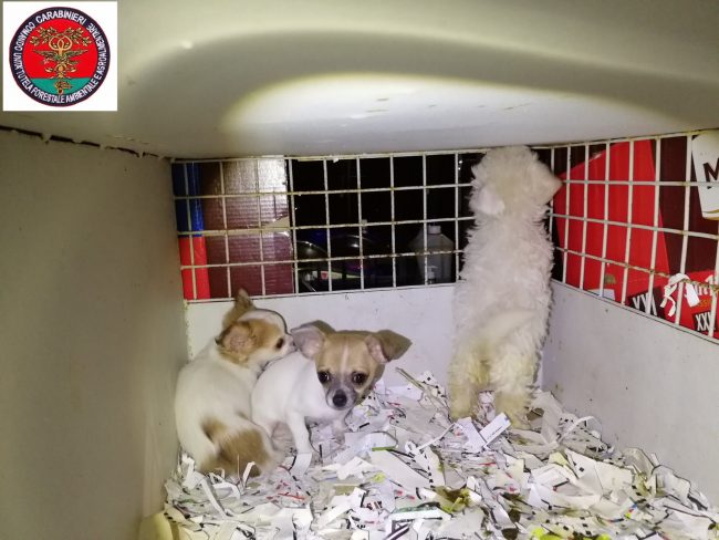 Riforniva illegalmente i negozi di animali: fermato al casello