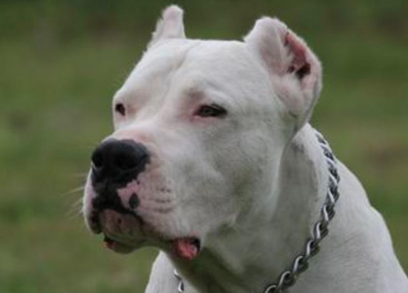 Orecchie cani mozzate: nei guai veterinario e allevatori