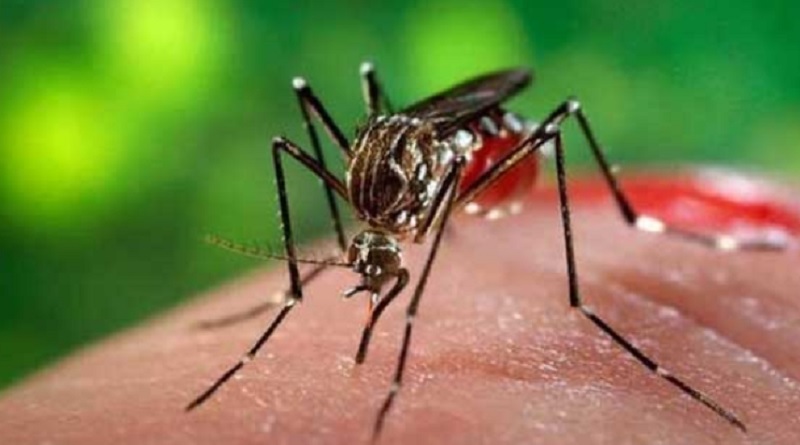 Febbre gialla: consigli per chi va in Brasile