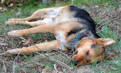 Cane ucciso: 5.000 euro a chi segnala il colpevole