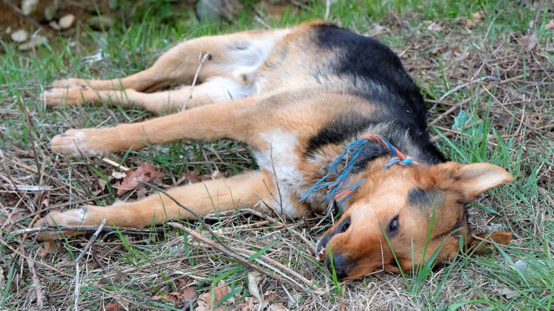 Cane ucciso: 5.000 euro a chi segnala il colpevole