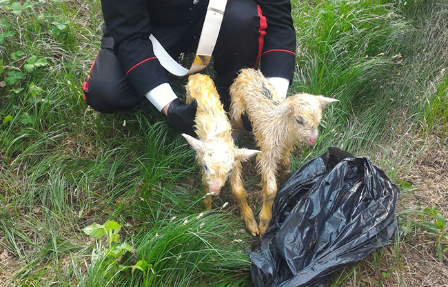 Crudeltà su animali: capretti gettati dalla scarpata