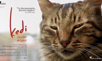 Mostra di gatti al cinema...