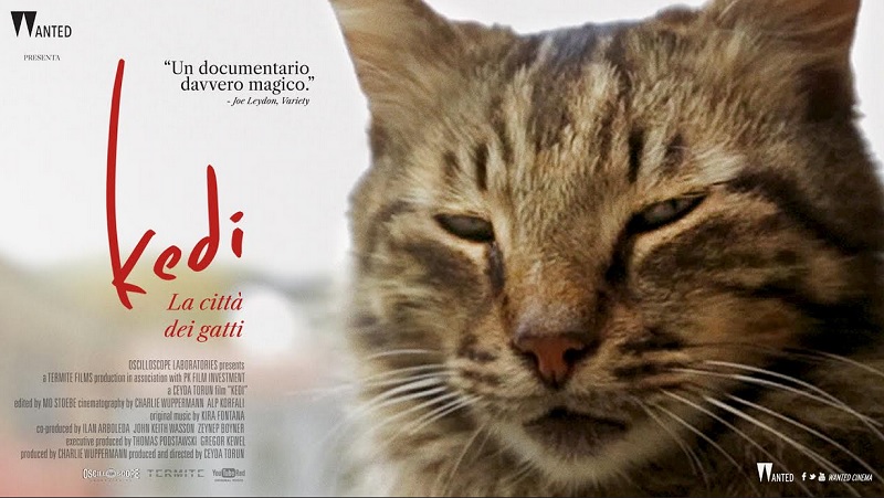 Mostra di gatti al cinema…