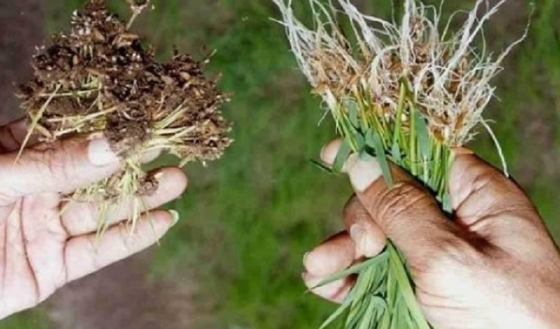 Aiuti ai risicoltori danneggiati dal nematode