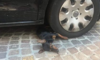 Giallo via Duomo: trova un cane morto sotto l'auto