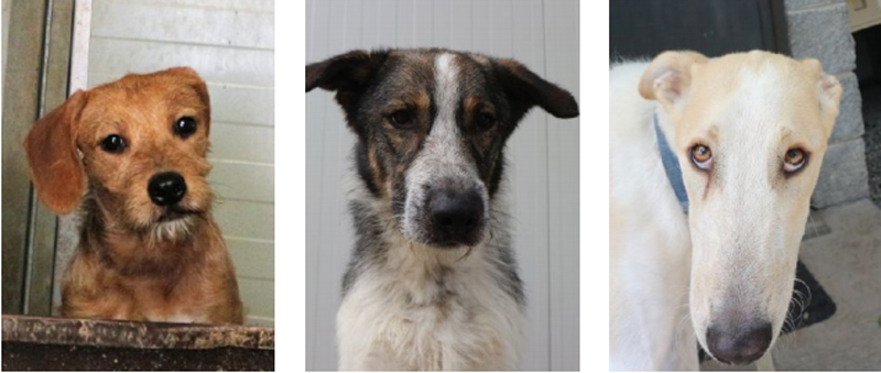 Tre cani in cerca di famiglia