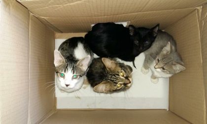 Come un gatto in tangenziale: 16 cuccioli abbandonati