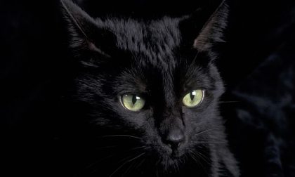 Sparizione gatti neri: usati nei riti del Solstizio