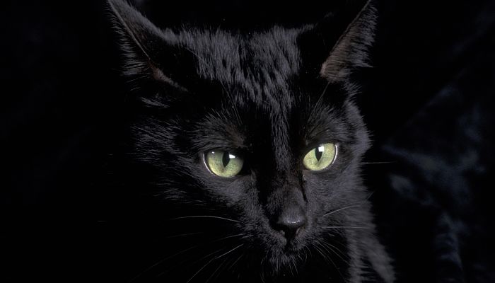 Sparizione gatti neri: usati nei riti del Solstizio