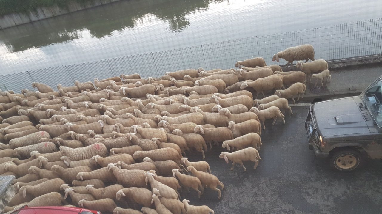 Pecore ai Cappuccini tra lo stupore generale