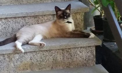 Cercasi Chicco disperatamente: appello per un micio scomparso
