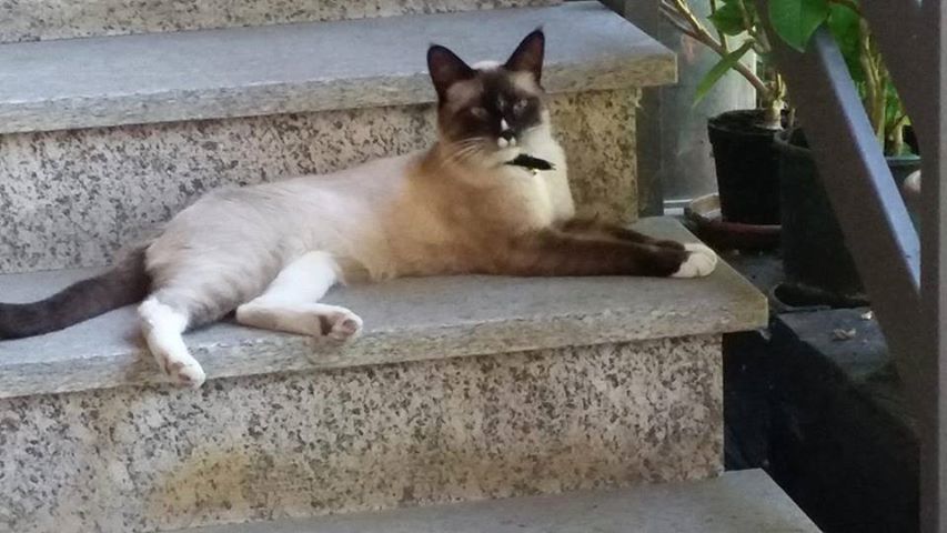 Cercasi Chicco disperatamente: appello per un micio scomparso