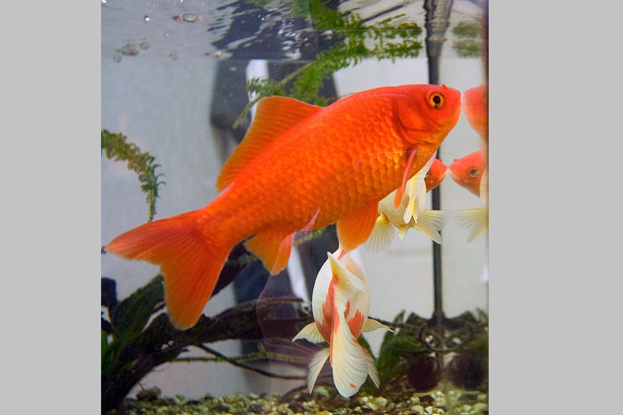 Pesci rossi abbandonati una proposta da Aidaa