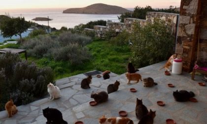 Accarezzatore di gatti: cercasi candidato