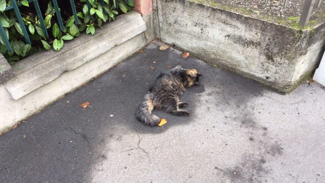 Strage di gatti nel Vercellese: una testimonianza