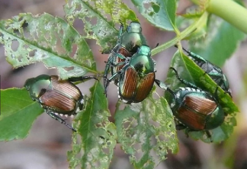 In arrivo trappole “attract and kill” contro la Popillia japonica