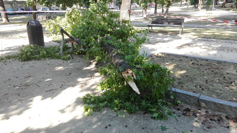 Ramo caduto: ecco cosa è successo
