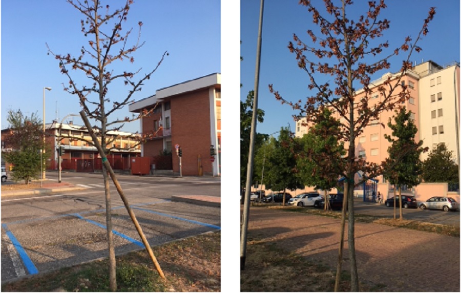 Alberi secchi l’allarme di Pasquino