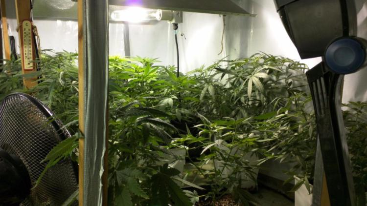 Coltivava marijuana con lampade e musica reggae per le piante