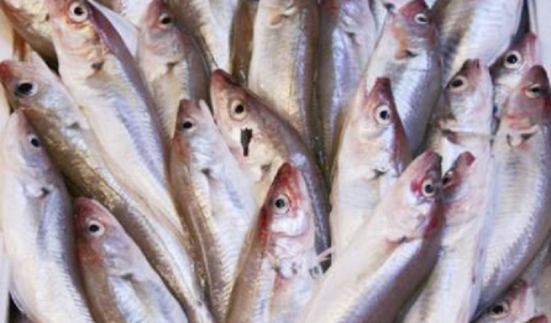 Pesce malconservato: 1.500 euro di multa