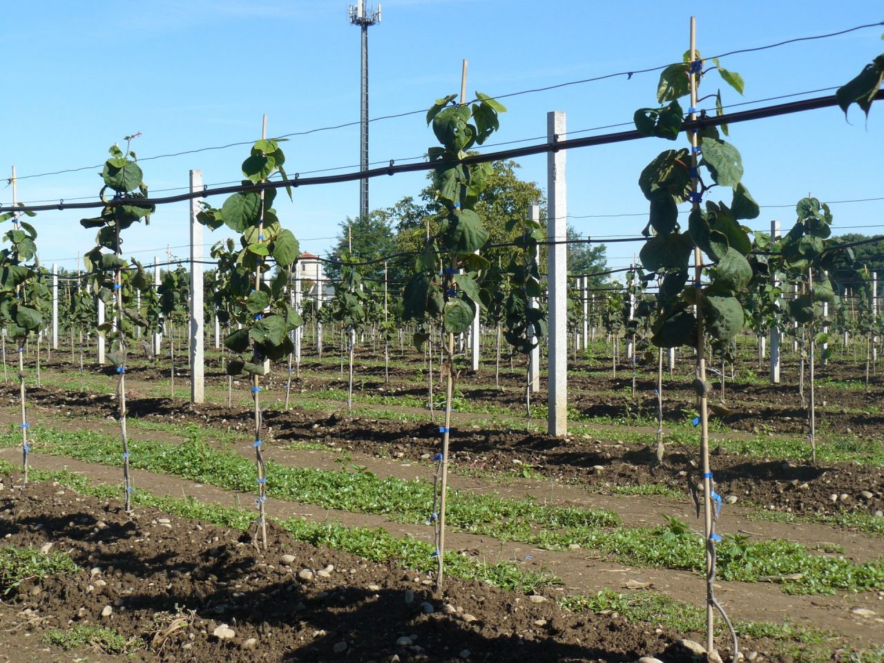 Super kiwi Green Angel: presentazione a Borgo d’Ale