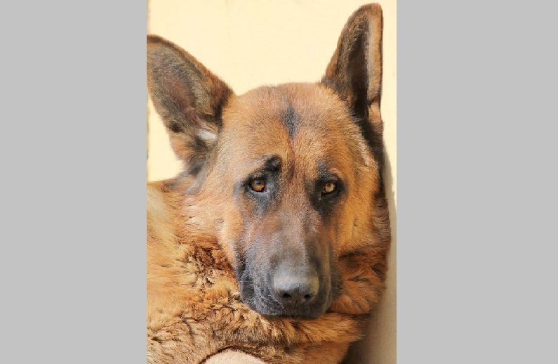 Cercasi disperatamente Athos smarrito a Santhià