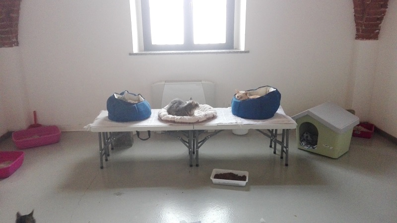 Appello del Gattile: “serve un aiuto concreto”