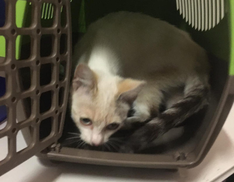 Gattina di tre mesi abbandonata in tangenziale