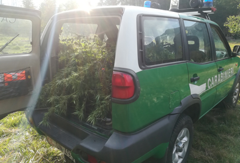 Coltivava marijuana: 56enne di Scopa nei guai