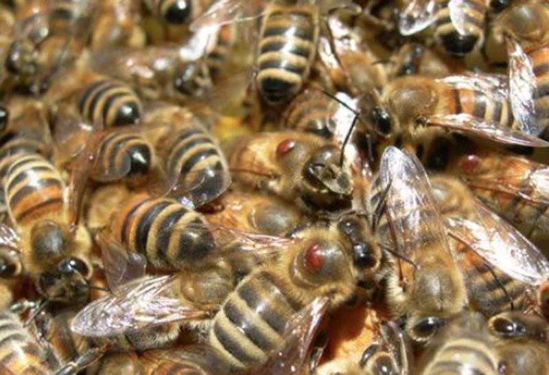 Nido Aquilone: anche venerdì chiuso per vespe