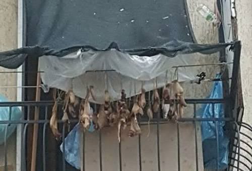 Bistecche stese come panni… ma i condomini insorgono