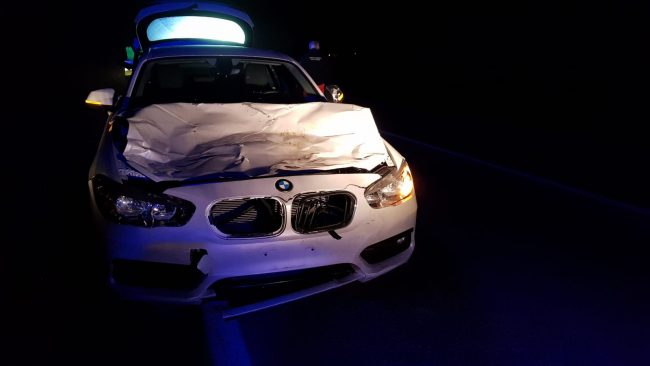 Mucche in fuga investite da un’auto