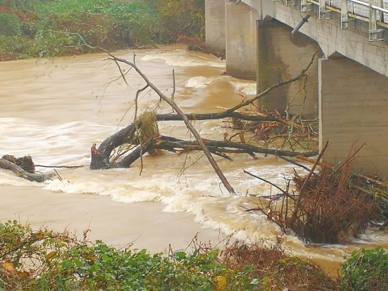 Ponte di Casanova Elvo assediato dai tronchi