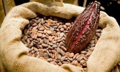Cacao: fa bene al cervello