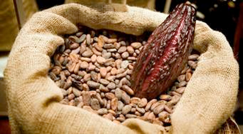Cacao: fa bene al cervello