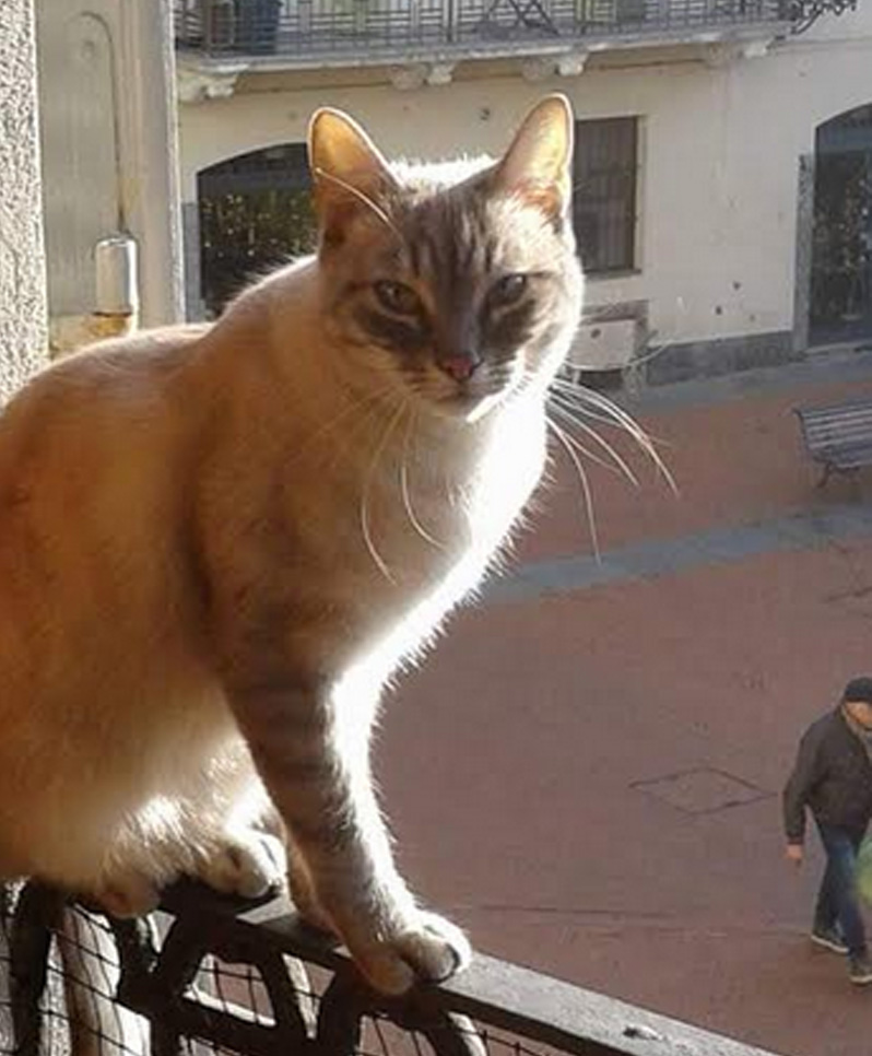 Cercasi Olliver disperatamente: chi lo vede chiami la sua famiglia