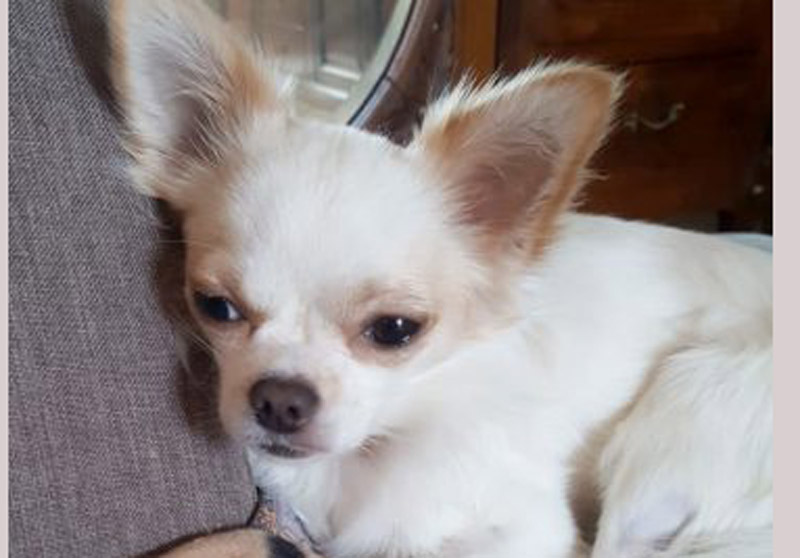 Azzannato alla gola da un pitbull libero