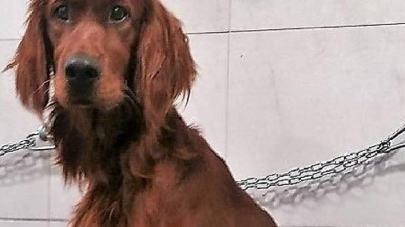 Cane sparito: ricompensa record a chi lo trova