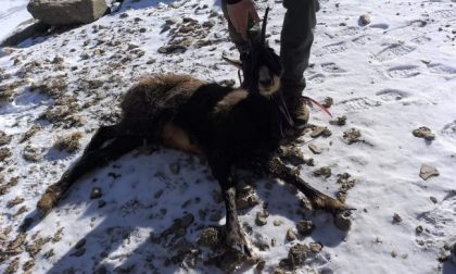 Vigili del Fuoco salvano un camoscio ferito