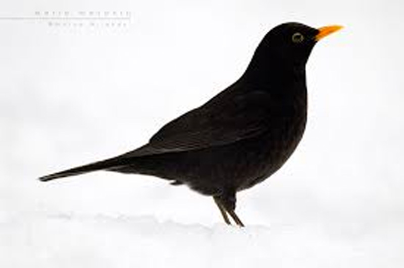 Giorni della merla: perché si chiamano così