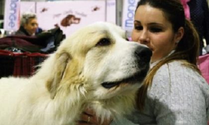 Rassegna Canina Internazionale a Caresanablot