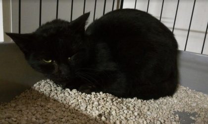 Cerca casa: gattino salvato da Baffi e Code