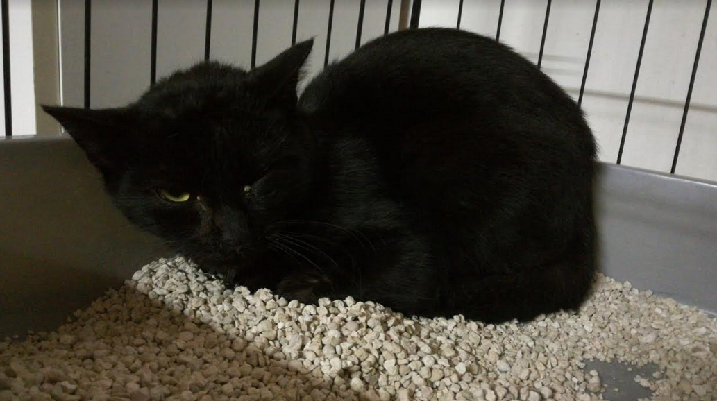 Cerca casa: gattino salvato da Baffi e Code