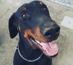 Aiutateci a ritrovarlo: Zeus dobermann giocherellone