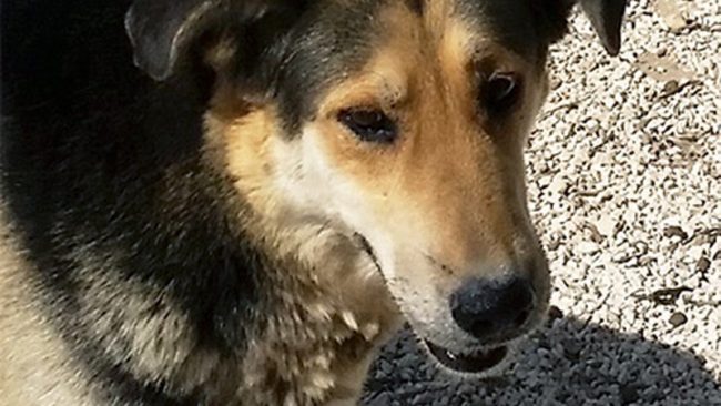 Cane smarrito in autostrada ritrovato dopo 12 ore
