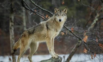 Troppi lupi, il Parlamento europeo chiede alla Commissione di intervenire