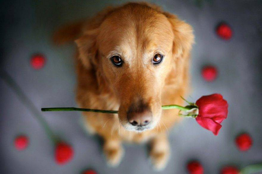 San Valentino a 4 zampe