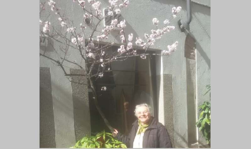 Albicocco in fiore in via Foa